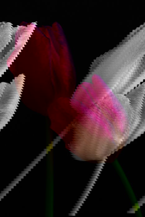 A soft focus fine art macro photos of a flower