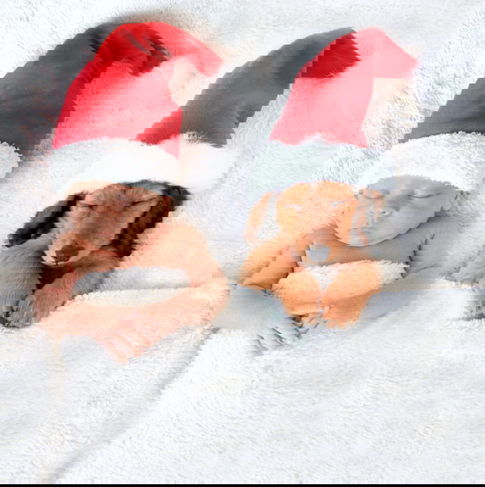 Cute baby Christmas photo of a newborn and a dog wearing Santa hats in bed